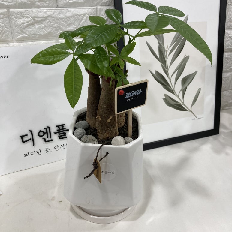 디엔플라워 이미지
