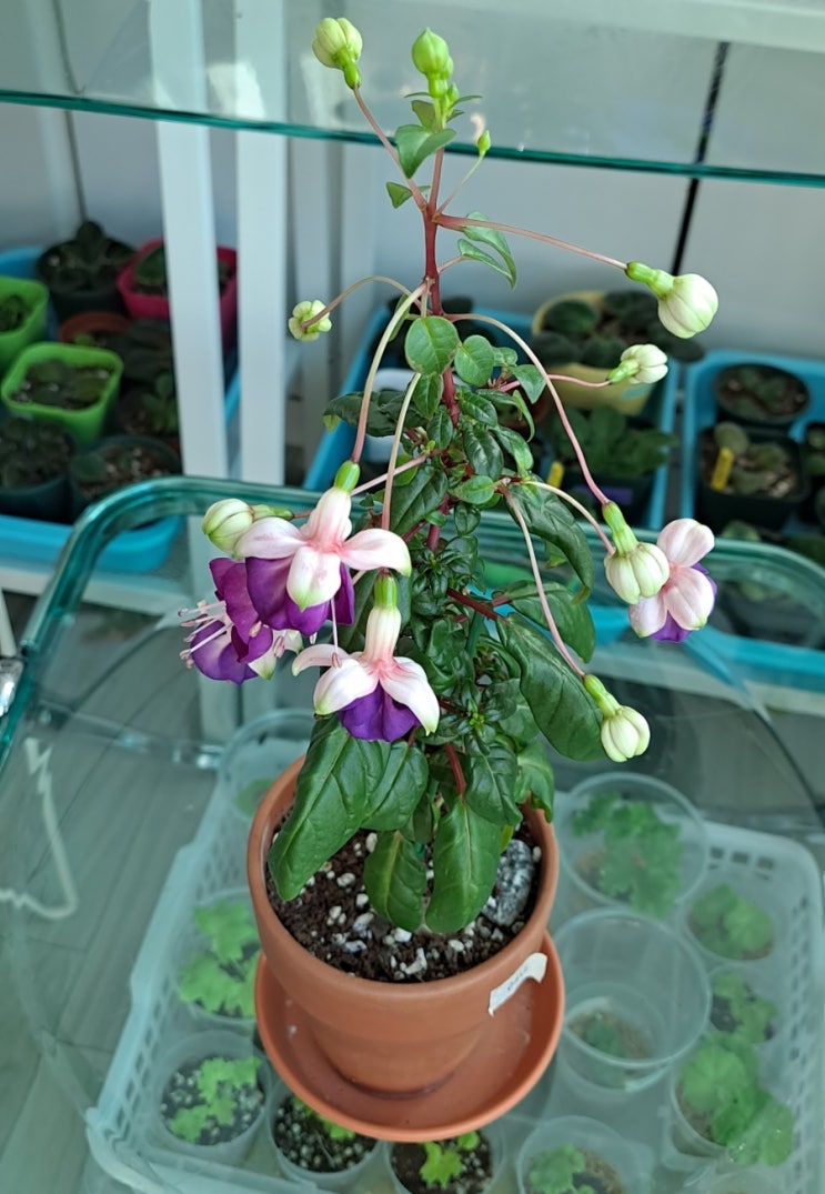 꽃레나 이미지