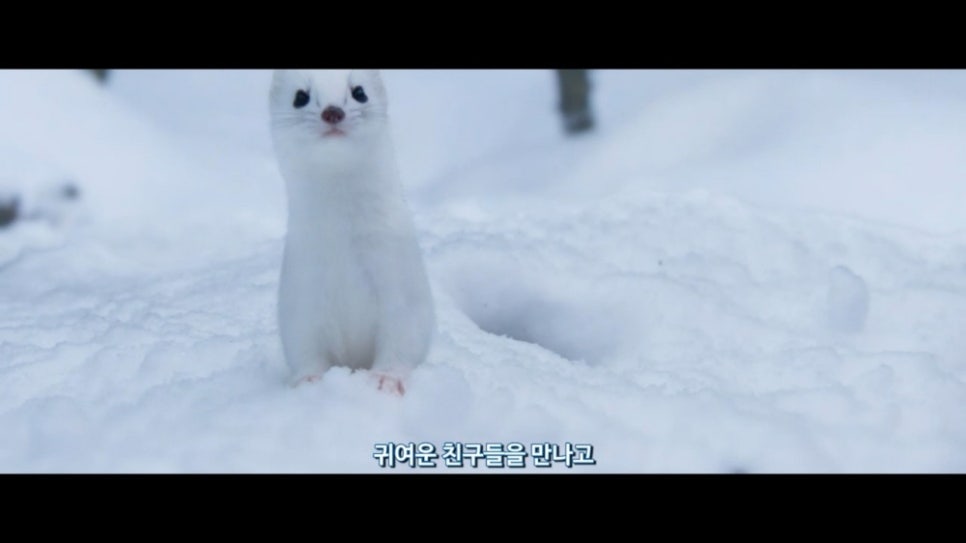 아일로 이미지