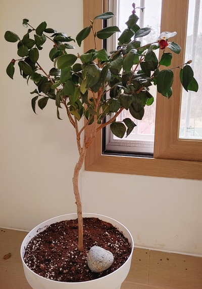 (주)함경도 찹쌀순대 이미지