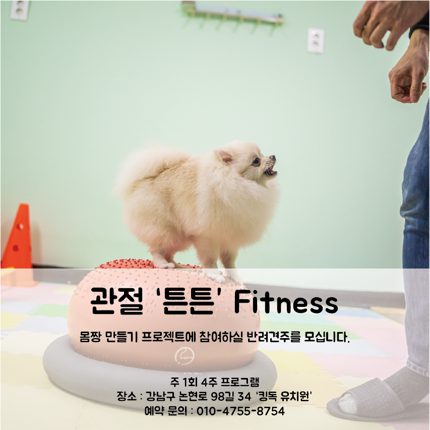 킹독 이미지