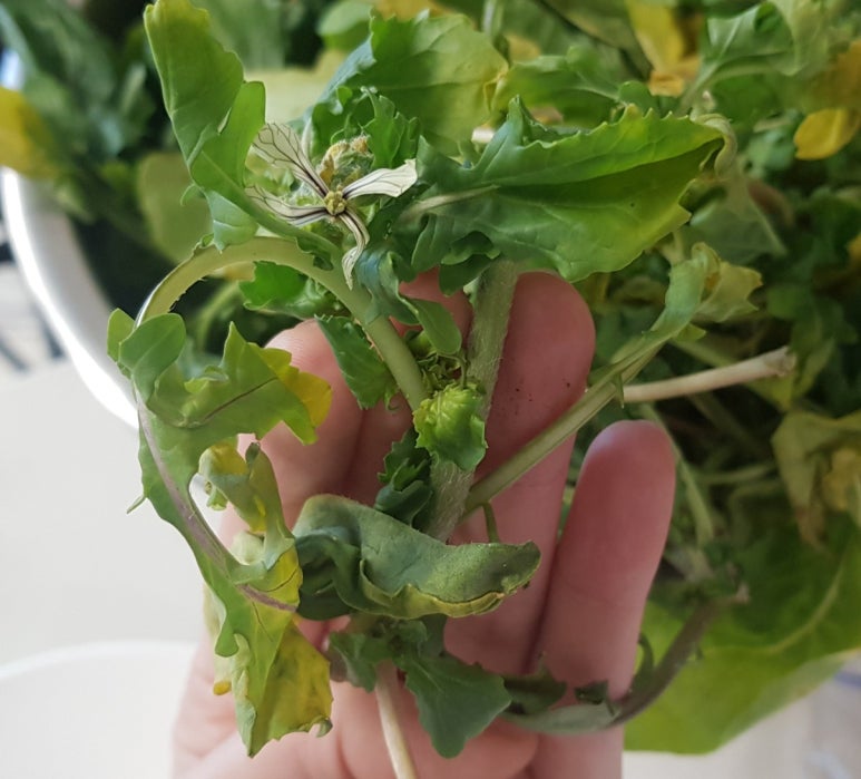 GreenFarm 이미지