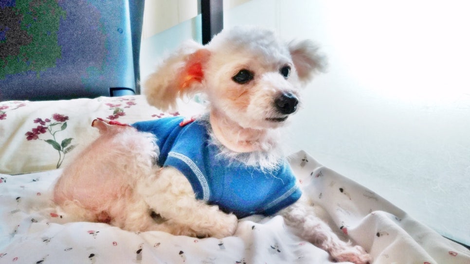 때때꼬까 이미지