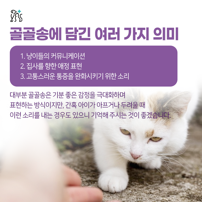냥이커뮤니케이션 이미지