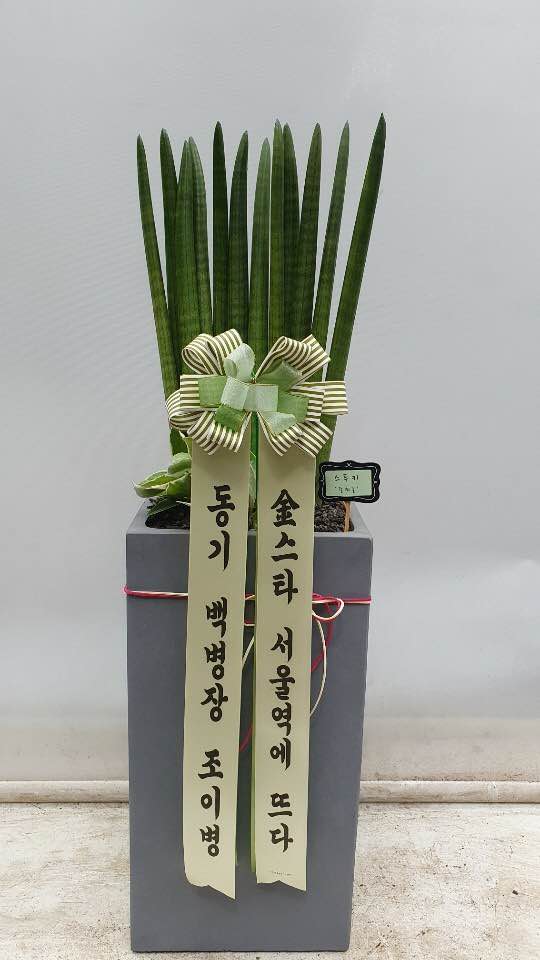 블라써미 이미지