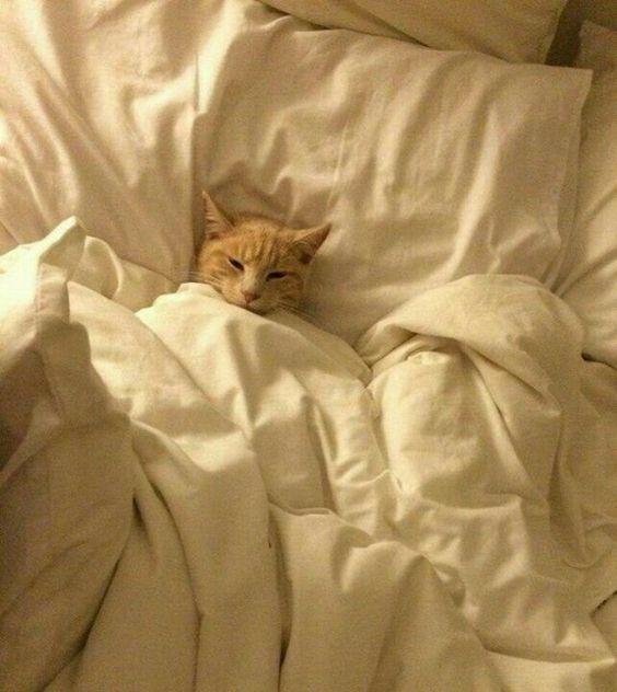 레이지선데이 이미지