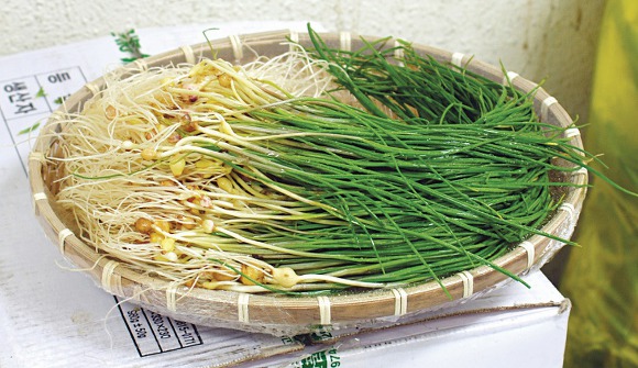 콩달래 이미지