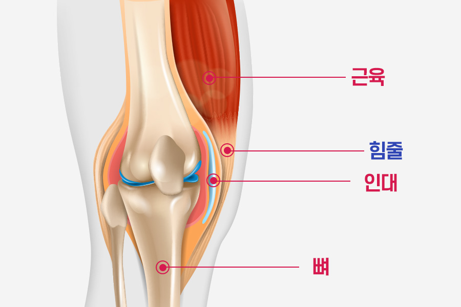 힘줄 이미지