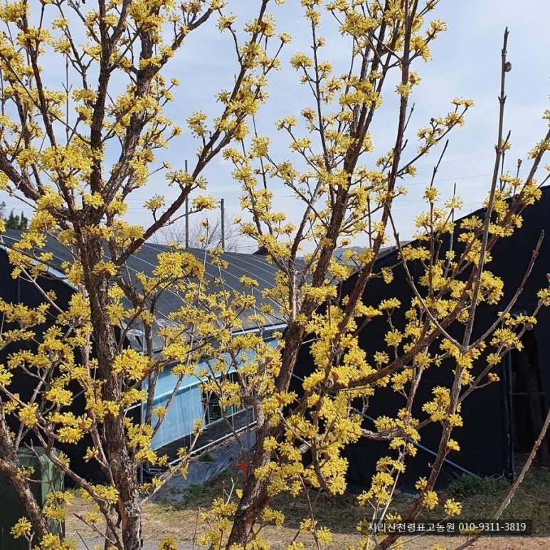 지리산천령표고농원 이미지