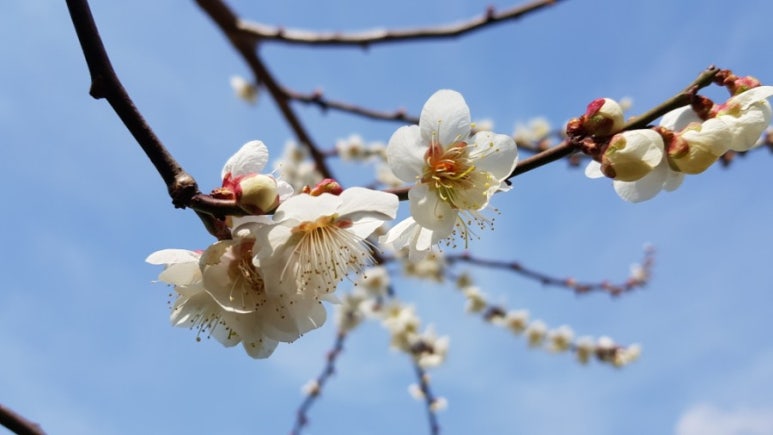 산유화 이미지