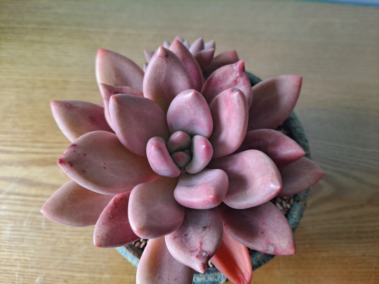 중앙꽃다육 이미지