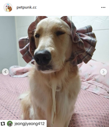 슈슈홀릭 이미지