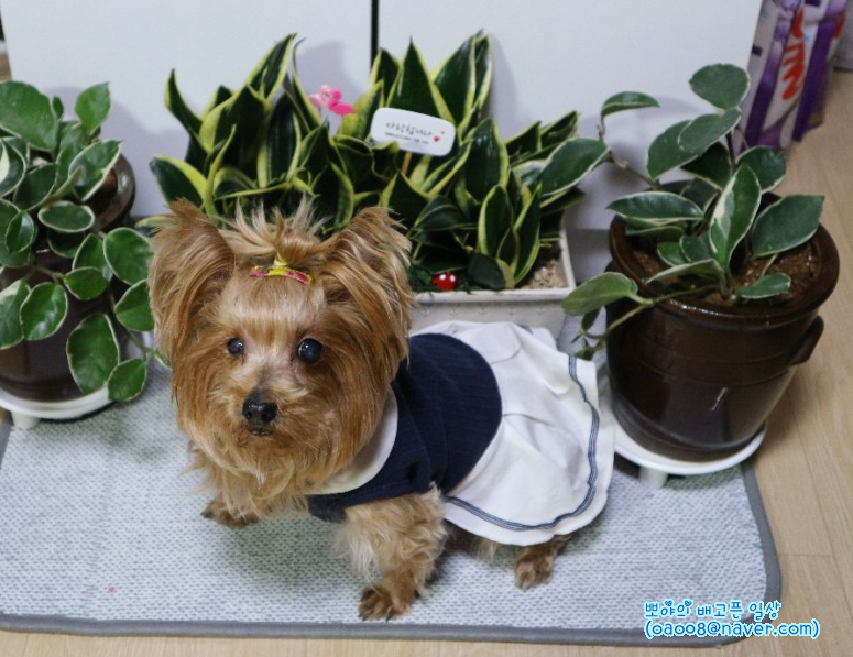 강북화원 이미지