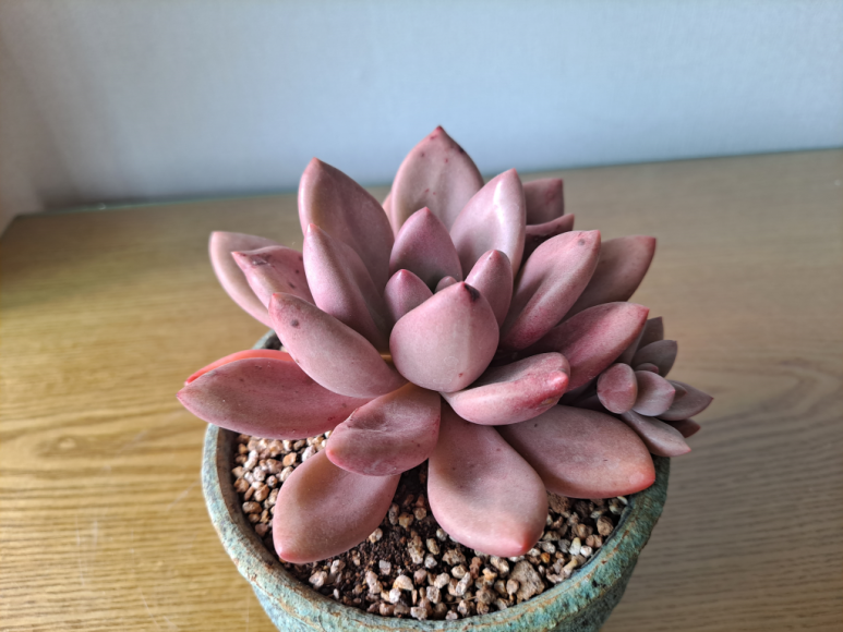중앙꽃다육 이미지