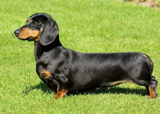 닥스훈트(DACHS HUND) 이미지