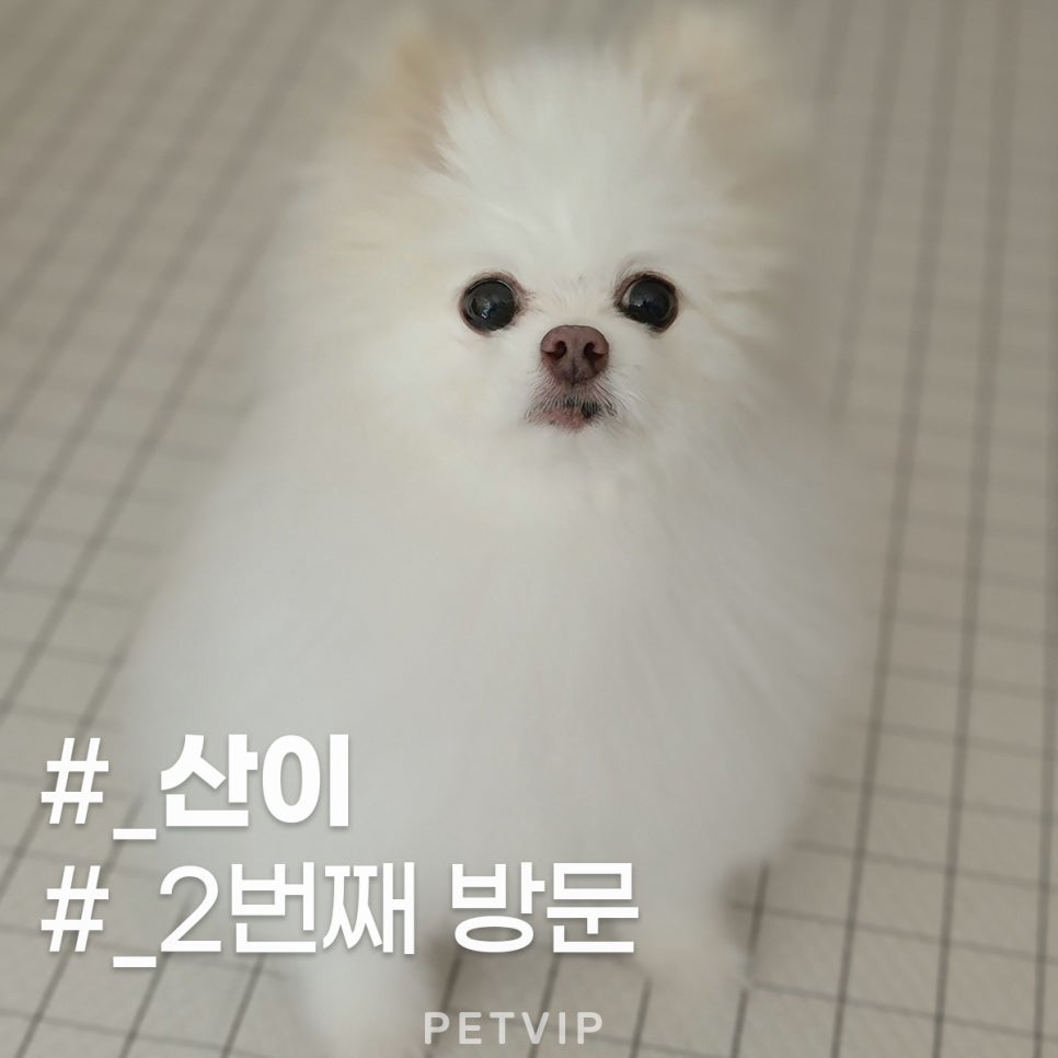브이아이피서비스 이미지