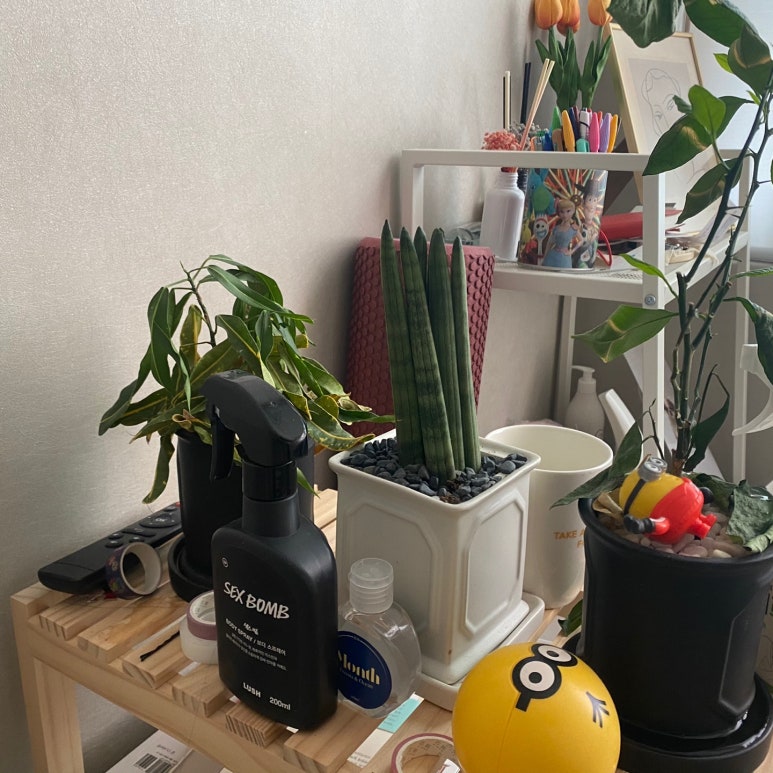 올라브리또 이미지