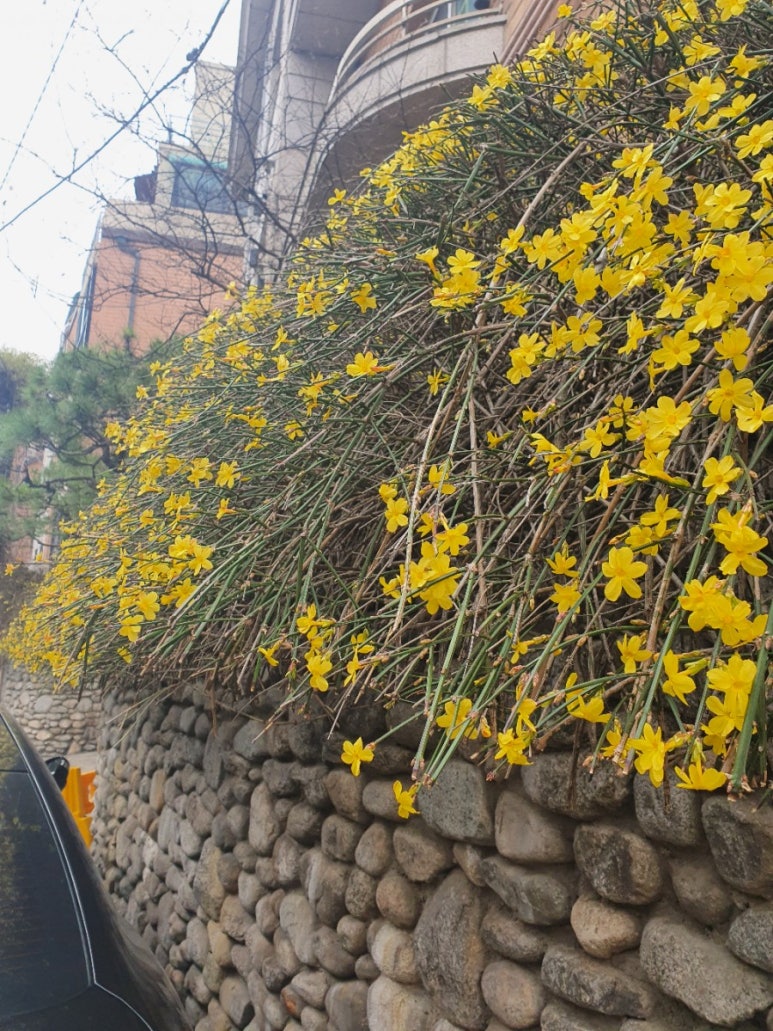 봄이왔나BOM 이미지