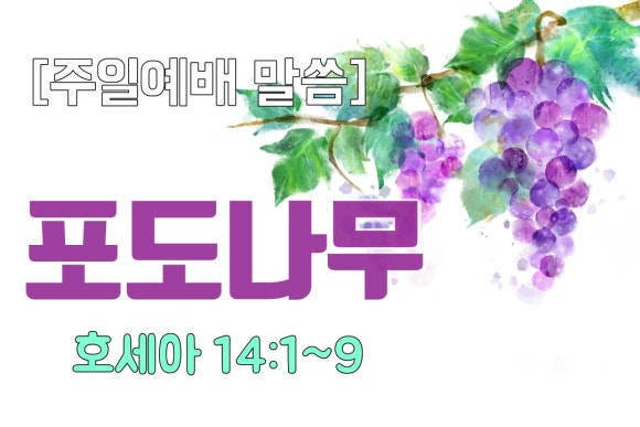 포도나무아래 이미지