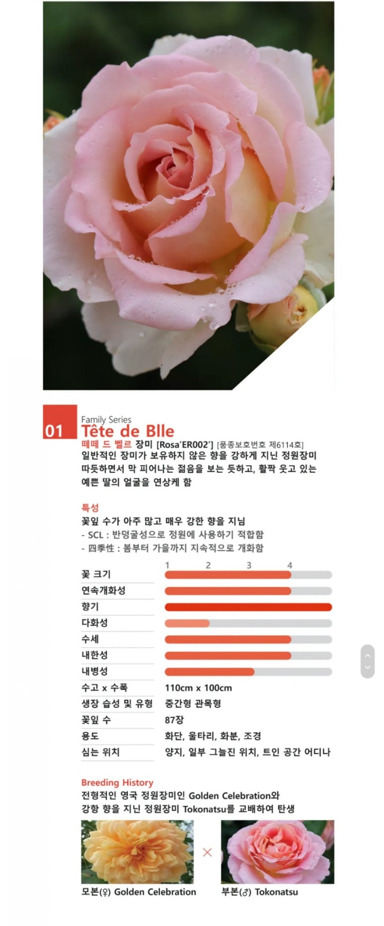 에버로즈 이미지