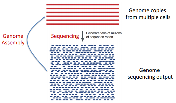 [Bioinformatics] De Novo Assembly (using ABySS, SPAdes) : 네이버 블로그