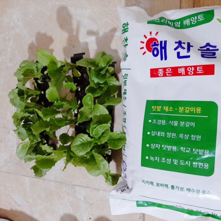 혁이네모종 이미지