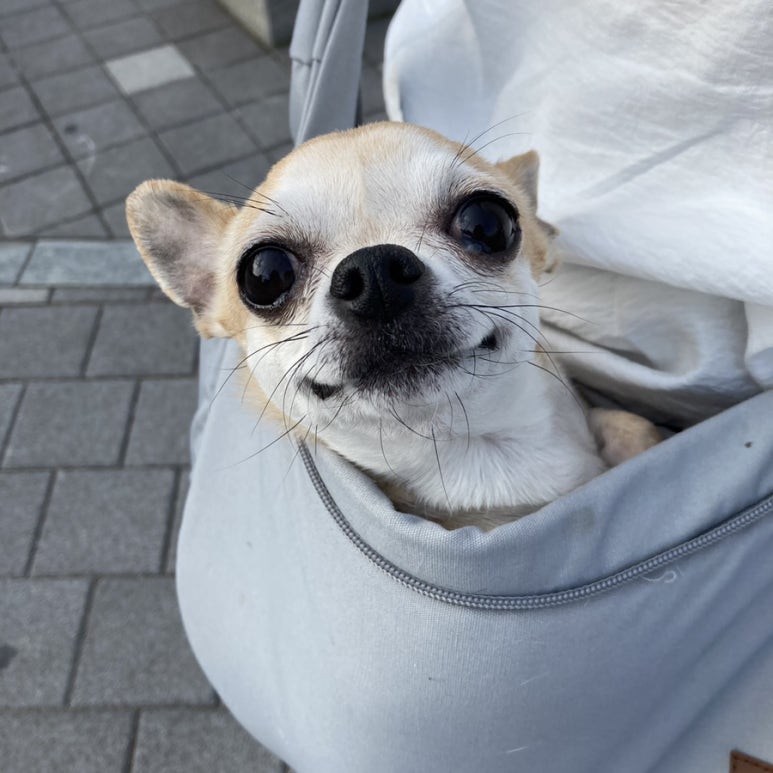 카페봉다리 이미지