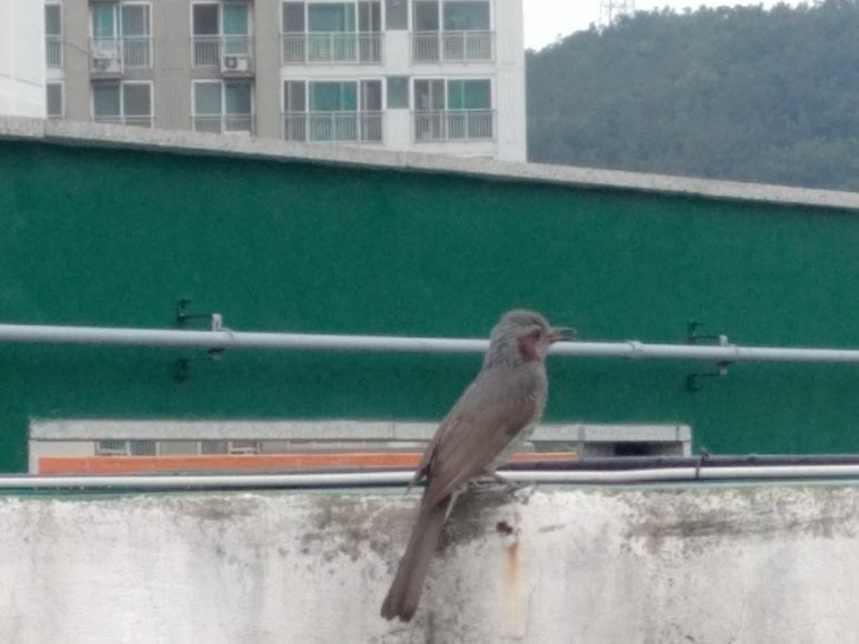 허니베리 이미지