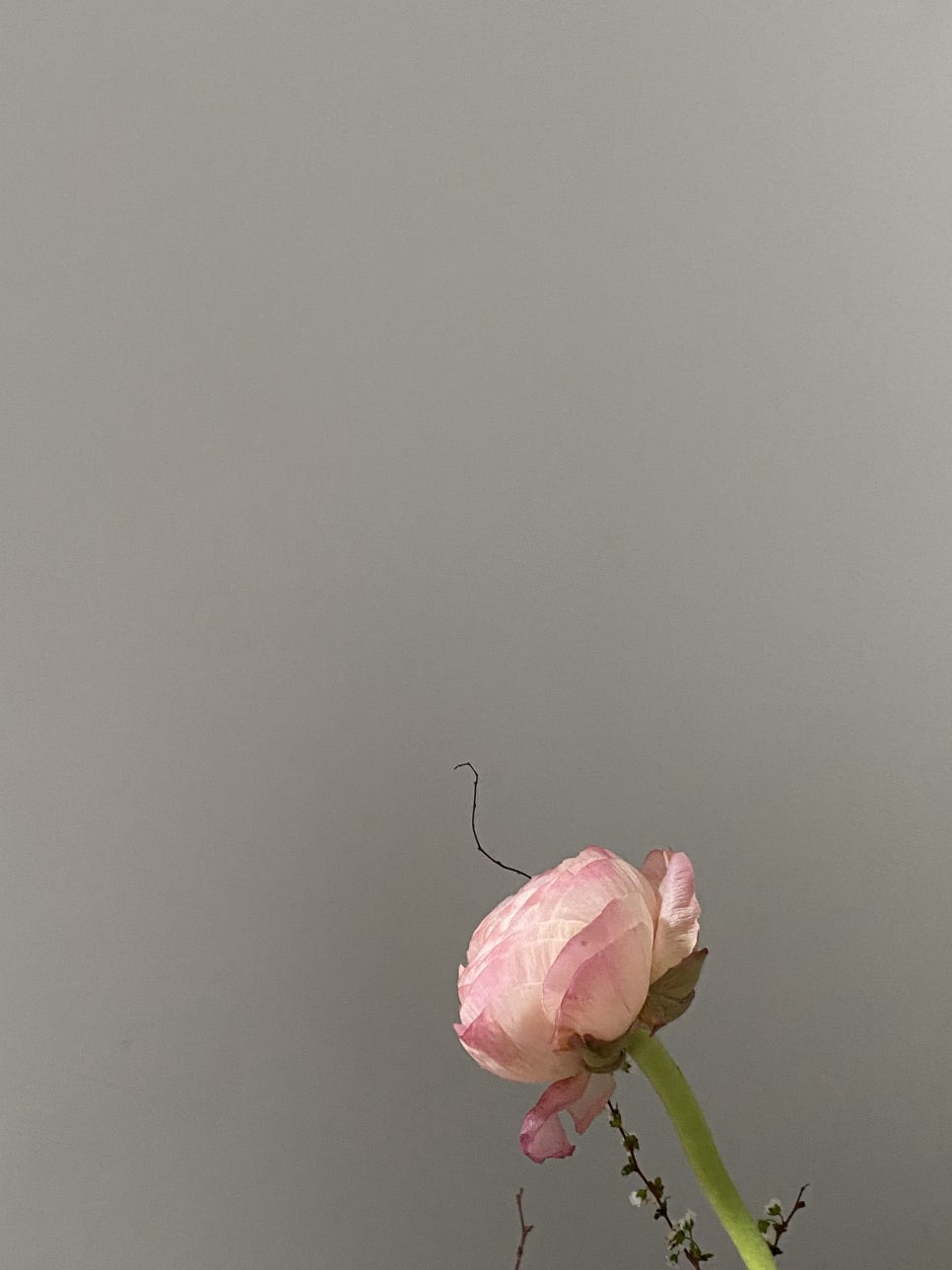 에클로플라워 이미지