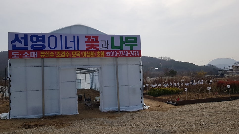 선영이네꽃과나무 이미지
