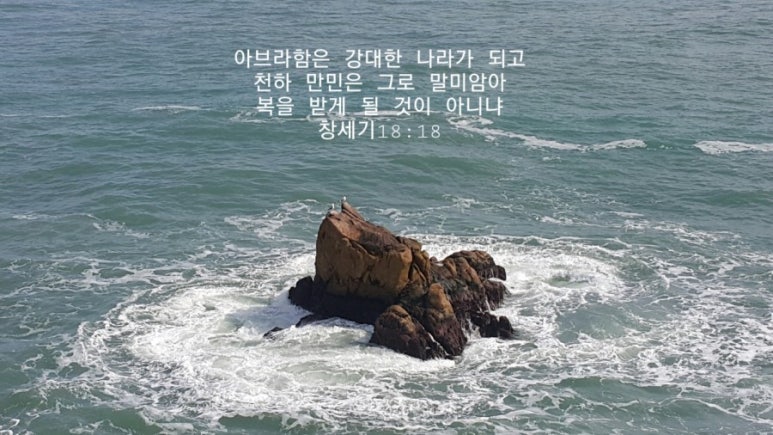 마므레상수리나무 이미지