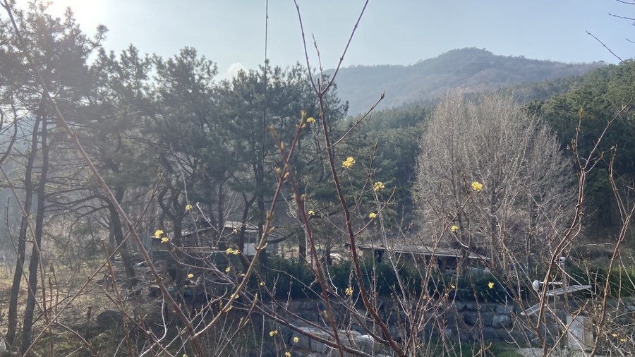 봄이왔나BOM 이미지