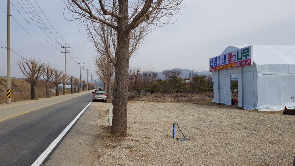 선영이네꽃과나무 이미지