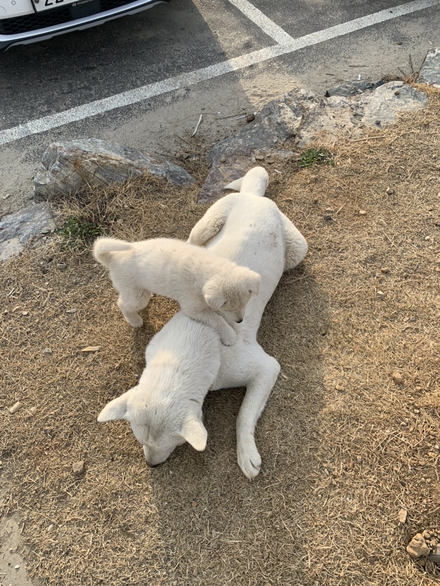 엘린발레학원 이미지