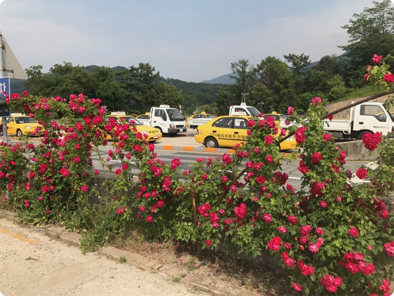 원주매지자동차운전학원 이미지