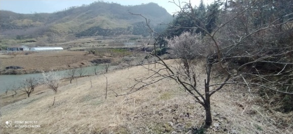 감밭 이미지