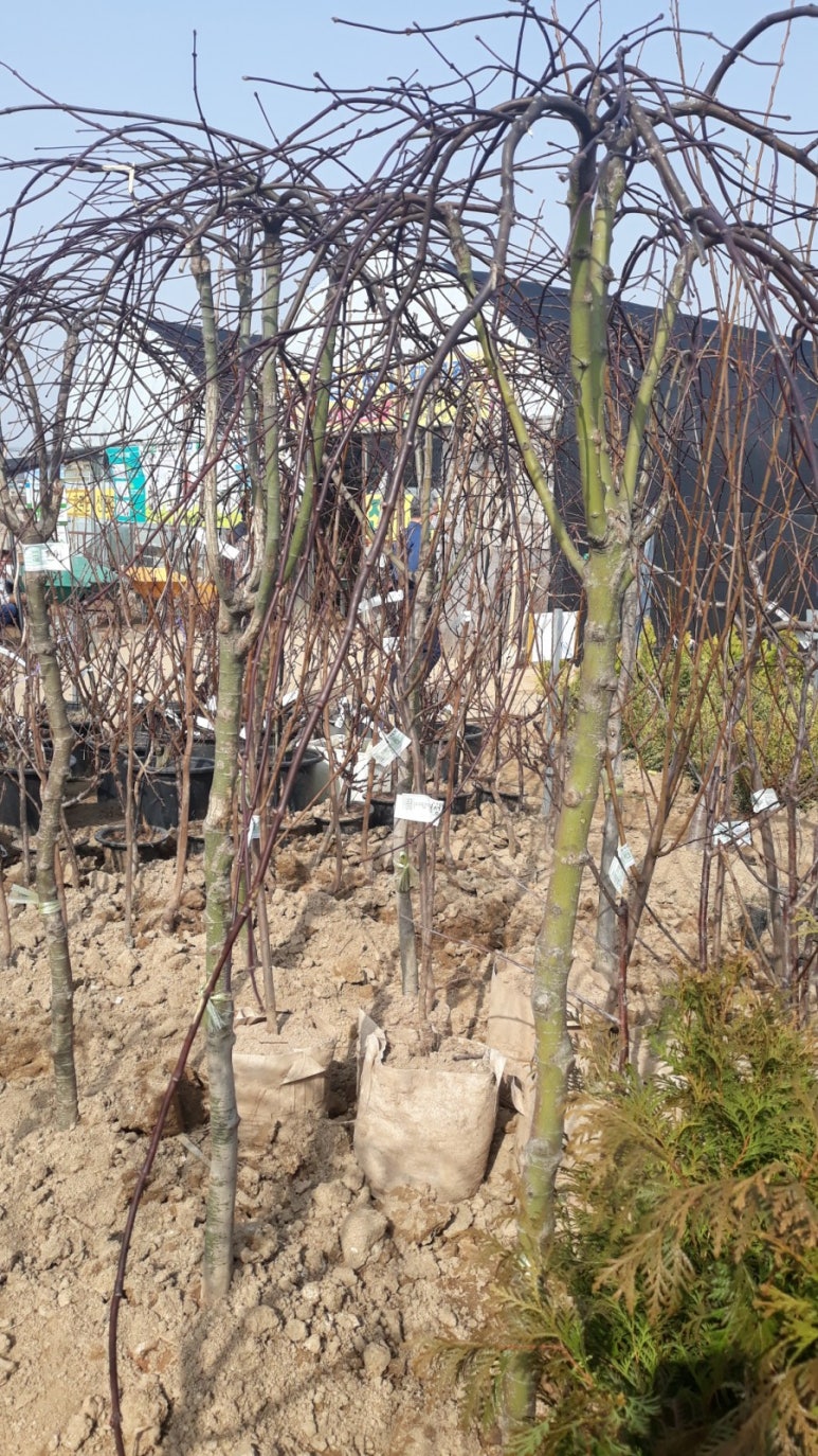 자작나무책방 이미지