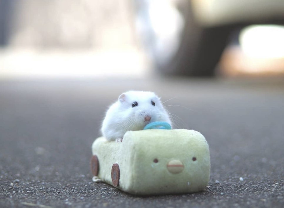 3월카페 이미지