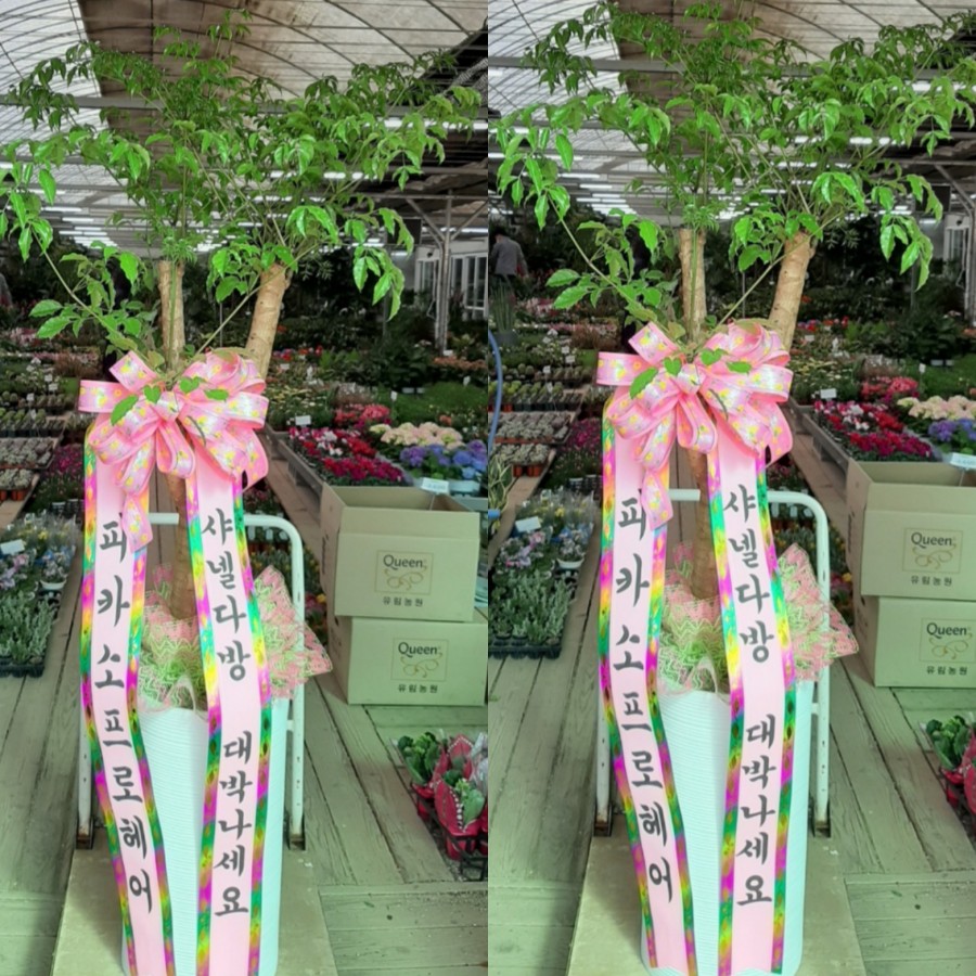 샤넬다방 이미지