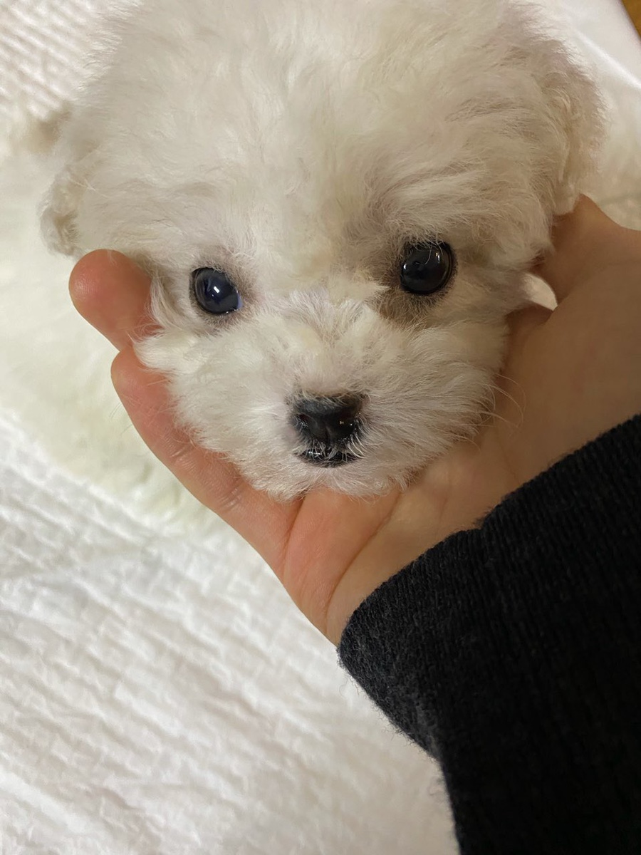 대갈집 이미지