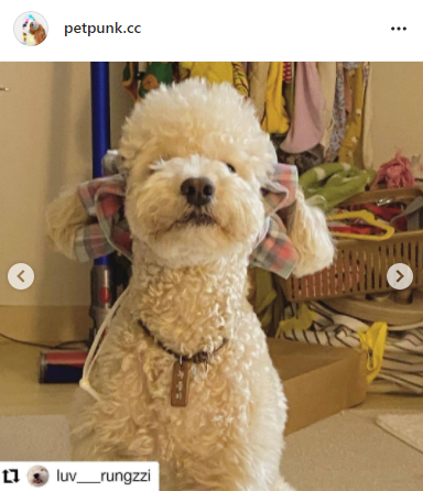 슈슈홀릭 이미지