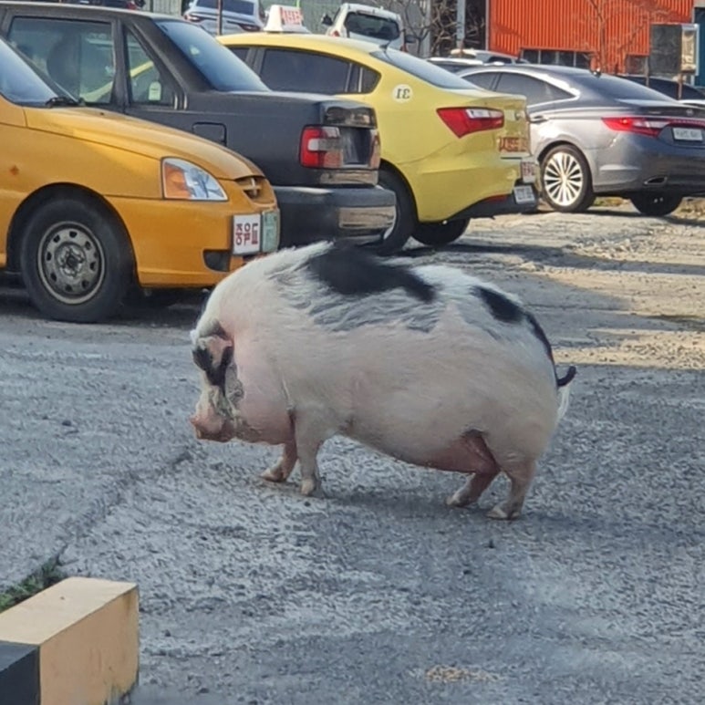 옛날돼지국밥 이미지