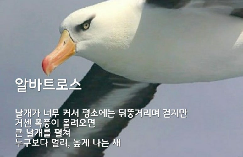 알바트로스 이미지