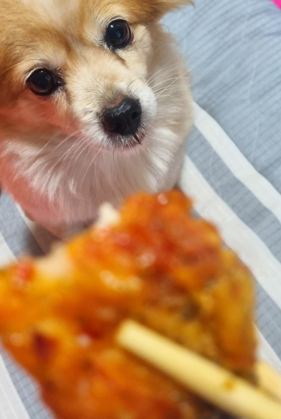60계치킨경주 이미지
