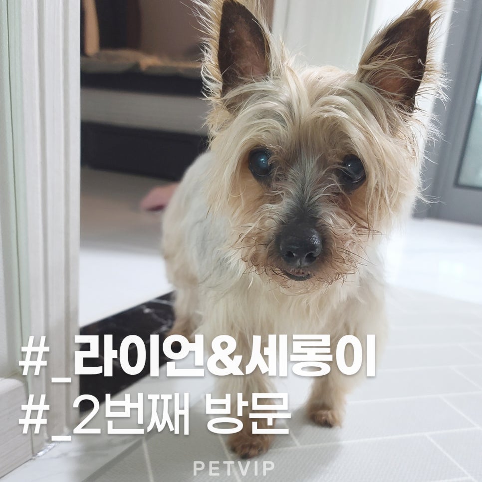 브이아이피서비스 이미지