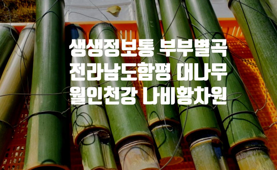 월인천강나비황차원 이미지
