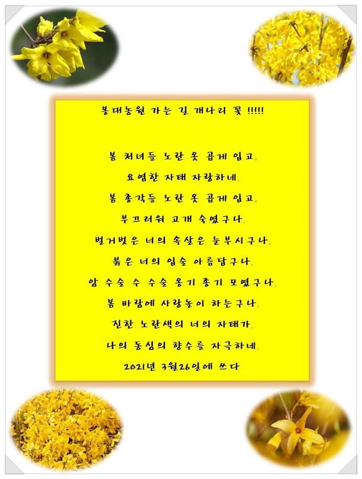 개나리꽃농원 이미지