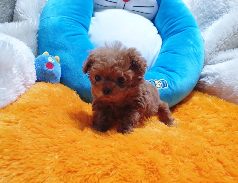 순창애견용품 이미지