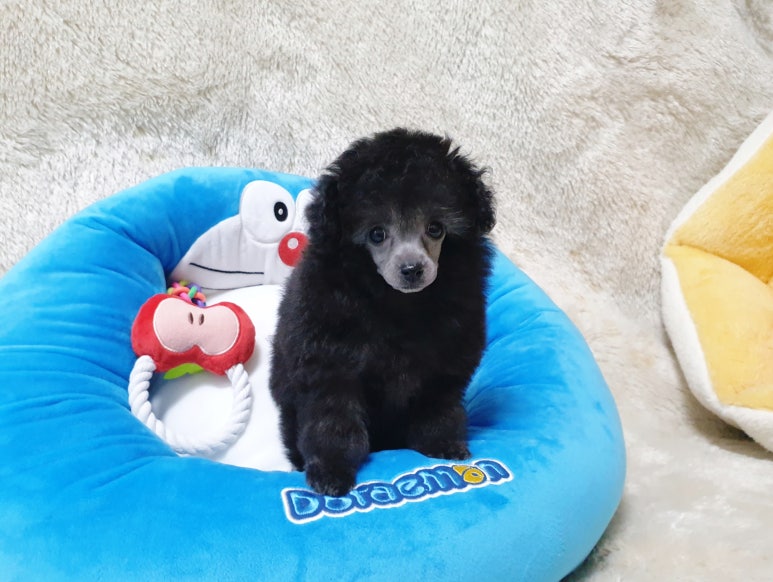 순창애견용품 이미지