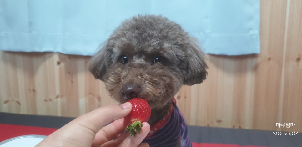 마루네일 이미지